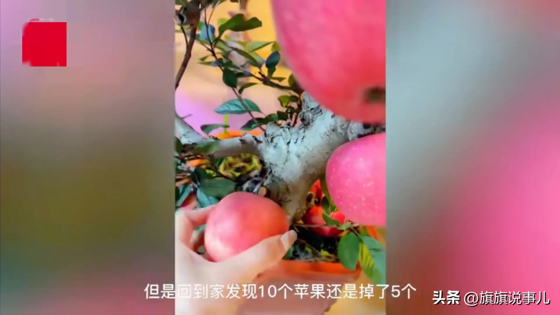 过年女子想讨个红火,花380元买到可拆卸苹果树真让人哭笑不得