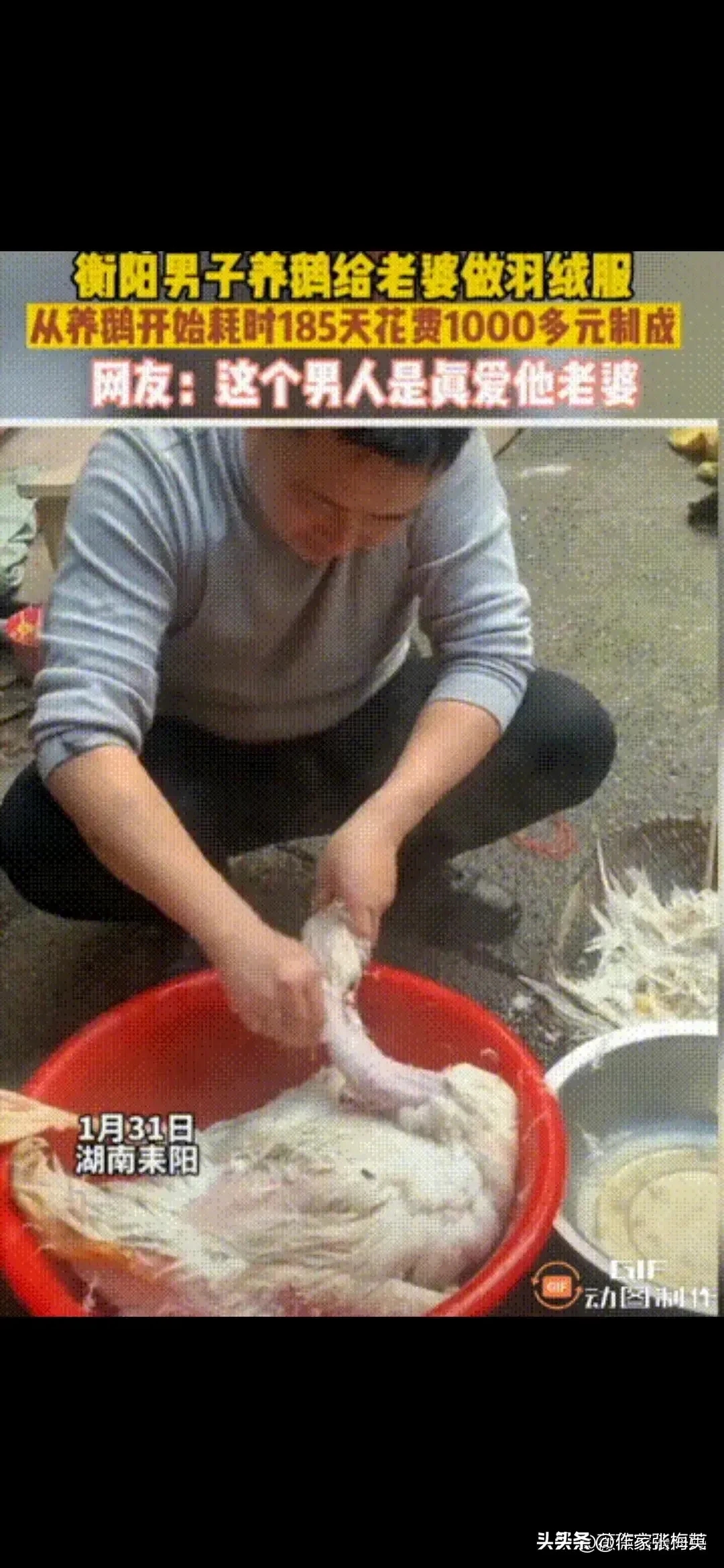 狠人啊,男子养鹅185天为妻子亲手做羽绒服这成本太大了点吧