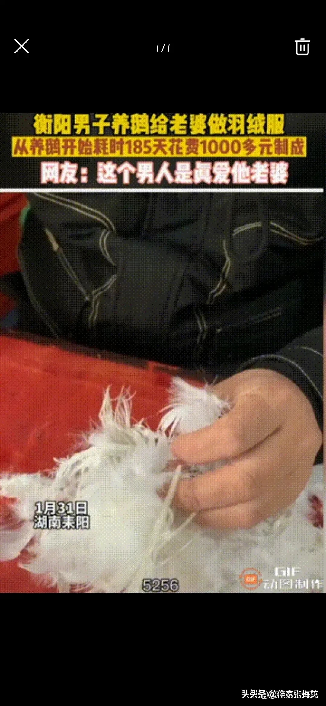 狠人啊,男子养鹅185天为妻子亲手做羽绒服这成本太大了点吧