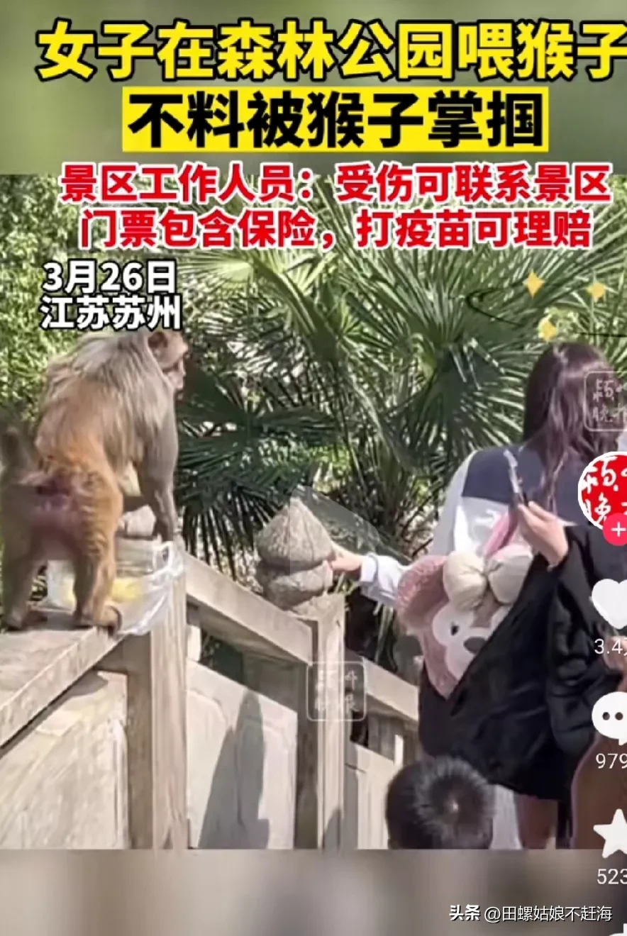 女子景区给猴子喂食遭掌掴的视频把人都笑晕了.
