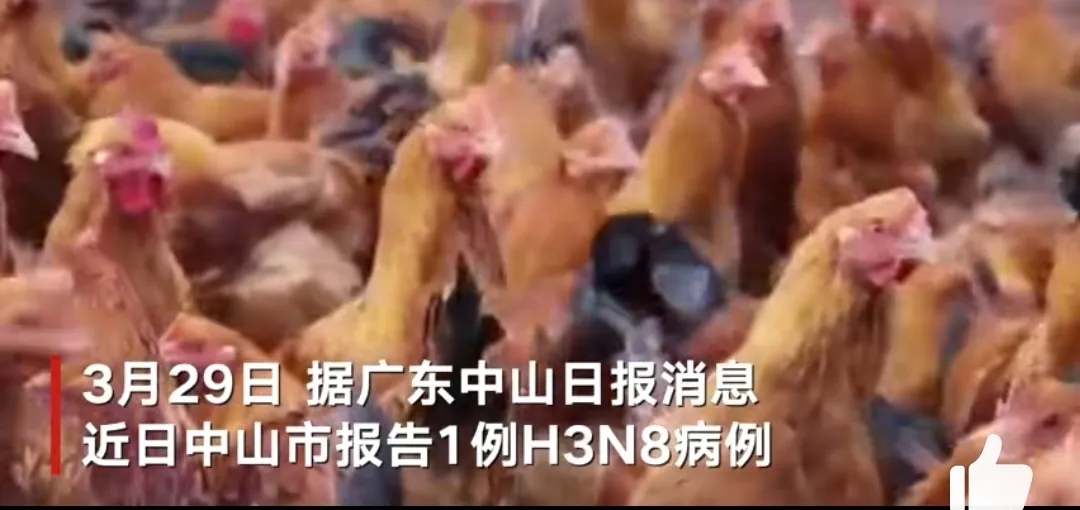 广东发现H3N8禽流感能传人意味着什么?此病例是第三次跨物种