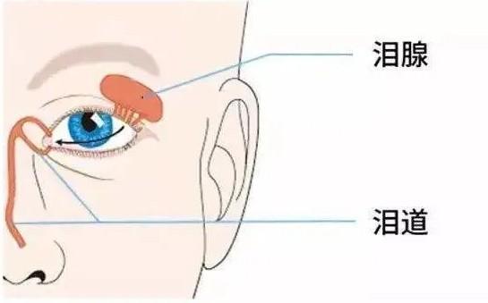 为什么眼睛迎风一吹就会流泪呢?听听中医生怎么说吧.