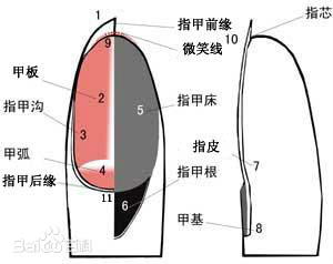 剪指甲操作不当会有威险,甲沟炎患者就是这么来的.