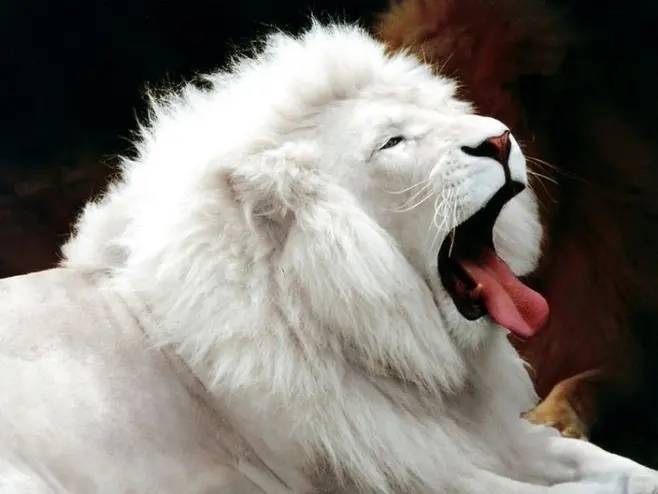 比大熊猫数量还少的白狮，它们该如何生存下去？