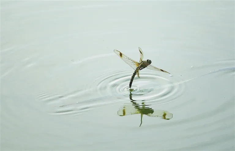 蜻蜓为何要用尾巴点水？ 生命的独特方式与奇特行动