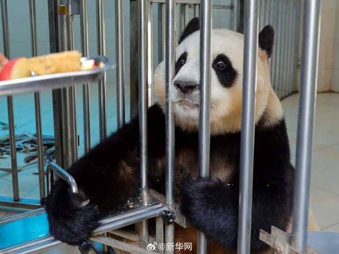 顶流福宝终于要和大家见面了,12日正式与全球粉丝公众开约