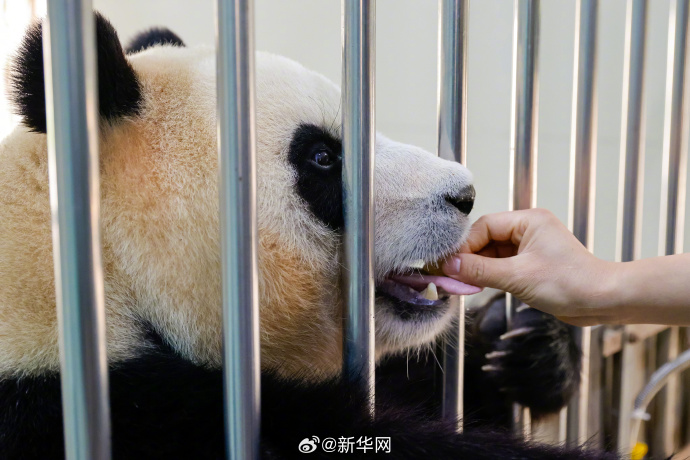 顶流福宝终于要和大家见面了,12日正式与全球粉丝公众开约